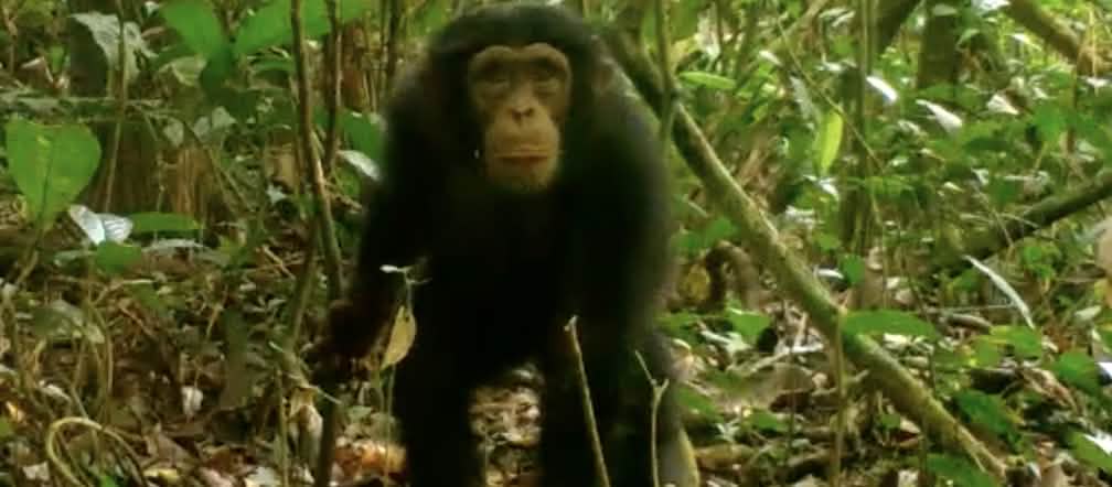 Chimpanzé no Parque Nacional Grebo-Krahn, na Libéria