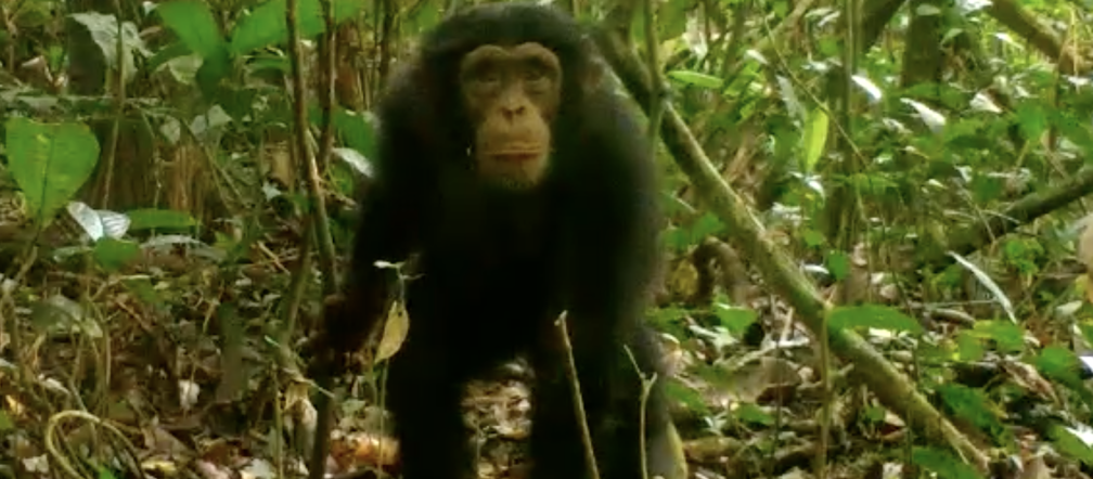 Chimpanzé no Parque Nacional Grebo-Krahn, na Libéria