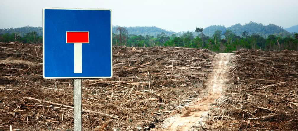 Fotomontagem: floresta destruída pela monocultura da palma de óleo