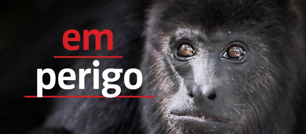 Black howler monkey (Alouatta carayá) with text "em perigo"