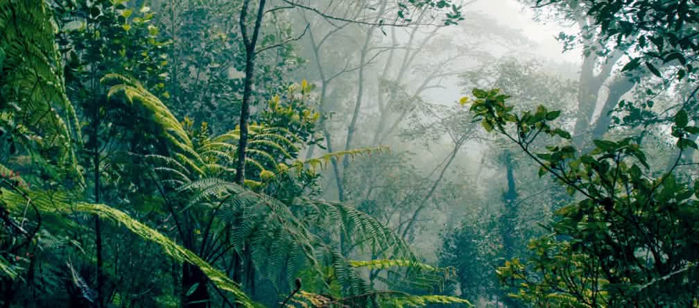 Floresta tropical em Bornéu Floresta tropical em Bornéu