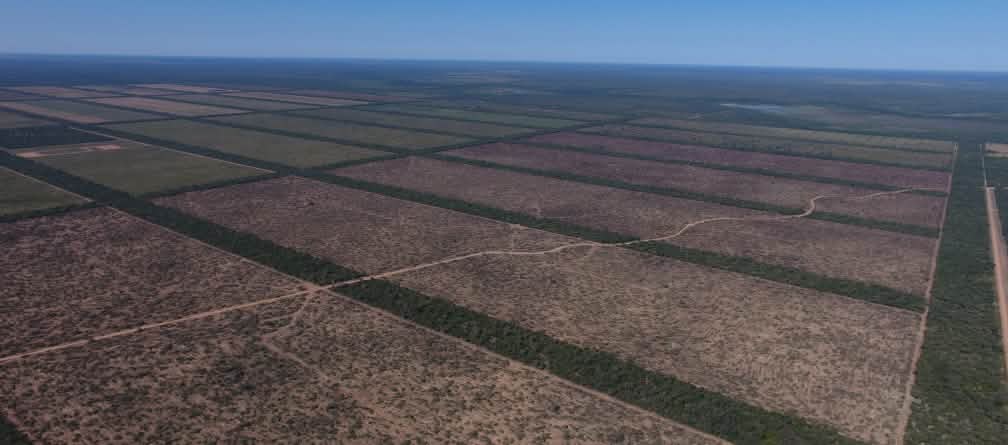 Fotografia aérea de gigantes áreas desmatadas, em forma de retângulos, no Paraguai