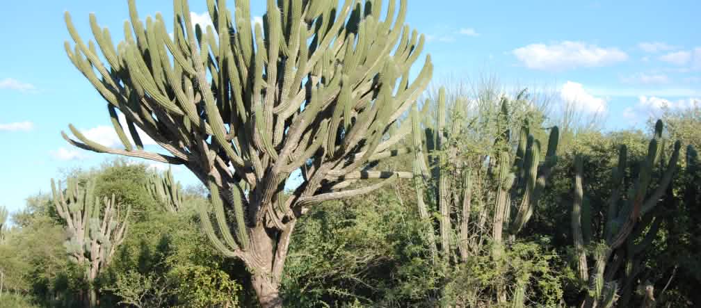 Vegetação típica do Chaco com numerosos cactos e outros arbustos adaptados à aridez. No centro: um cacto gigante com tronco espesso e numerosos galhos ramificados