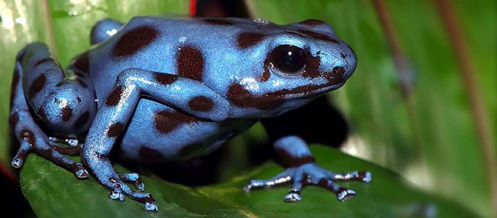 Rã azul numa sentada numa folha