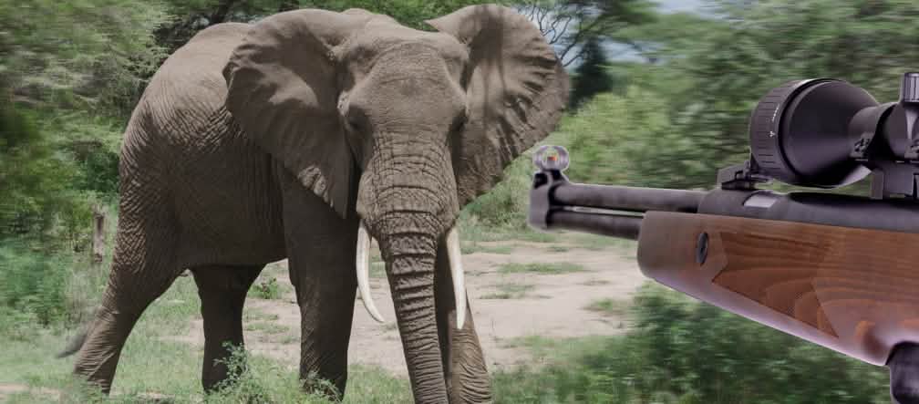 Cada ano, caçadores furtivos matam milhares de elefantes (Schutterstock/Blackregis & Fotolia/aviemil – montagem: Salve a Floresta) Fotomontagem: elefante selvagem e espingarda