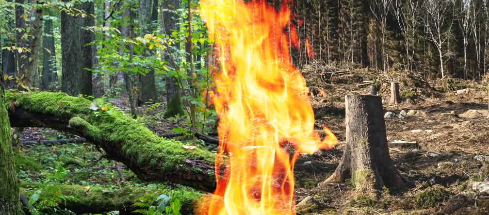 Floresta é derrubada e carbonizada para produzir energia Colagem: biomassa a partir da madeira