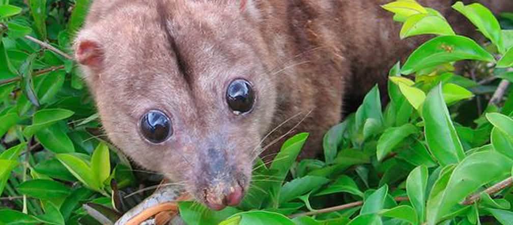 O desmatamento ameaça os marsupiais de Woodlark (Foto: Eleanor Clapp) O Phalanger lullulae endêmico, uma espécie de marsupiais