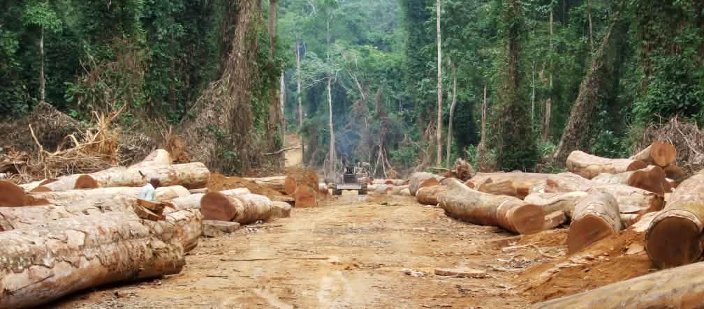 Até 90 por cento da madeira tropical foram extraídos ilegalmente.