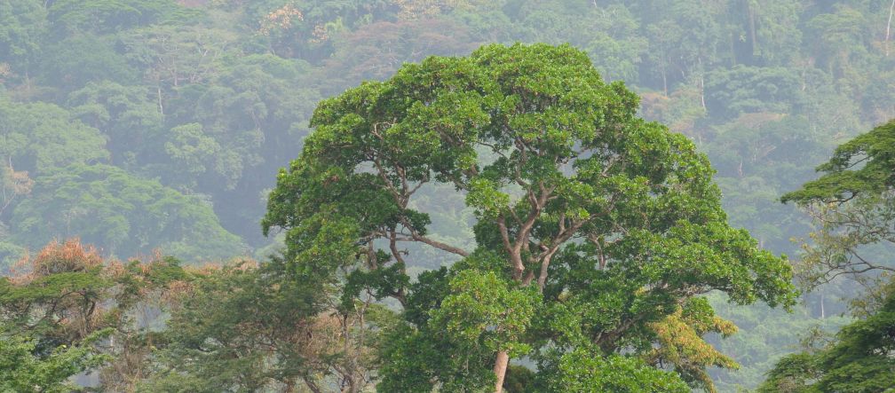 Afi Mountain