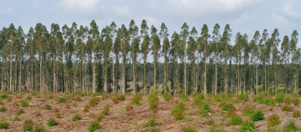 Plantação de árvores na África do Sul