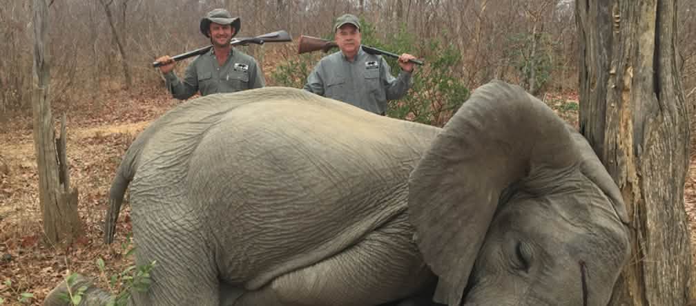 Elefante ilegalmente caçado Caçadores de elefante no Zimbábue