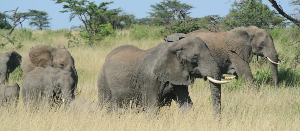 Manada de elefantes em Serengeti