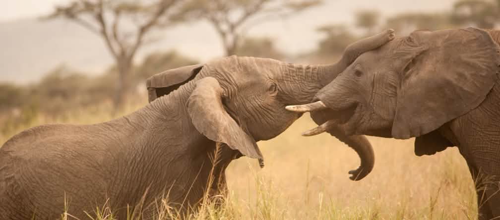 Os elefantes da África fazem parte do nosso patrimônio mundial – eles precisam de proteção urgentemente. Foto: flickr/cetp (CC BY-NC 2.0)