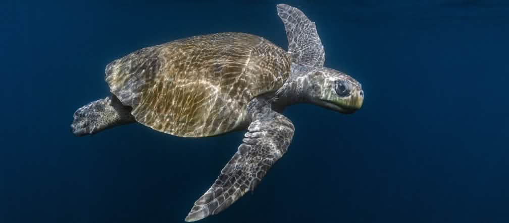 Tartaruga-oliva (Lepidochelys olivacea) Tartaruga-oliva