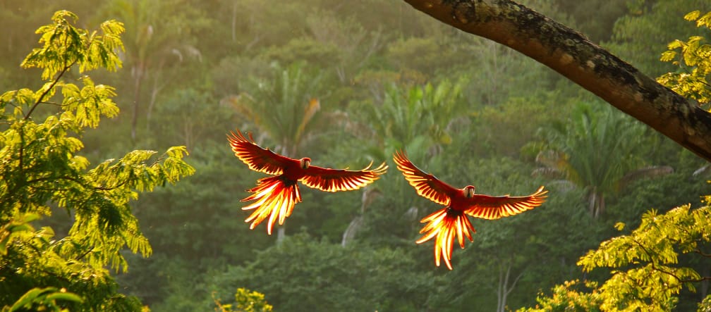 Duas araras voando de asas abertas sobre a floresta tropical
