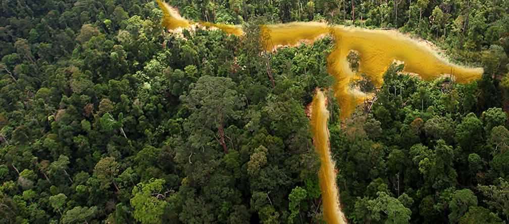 Vista aérea sobre floresta tropical na Guiana francesa