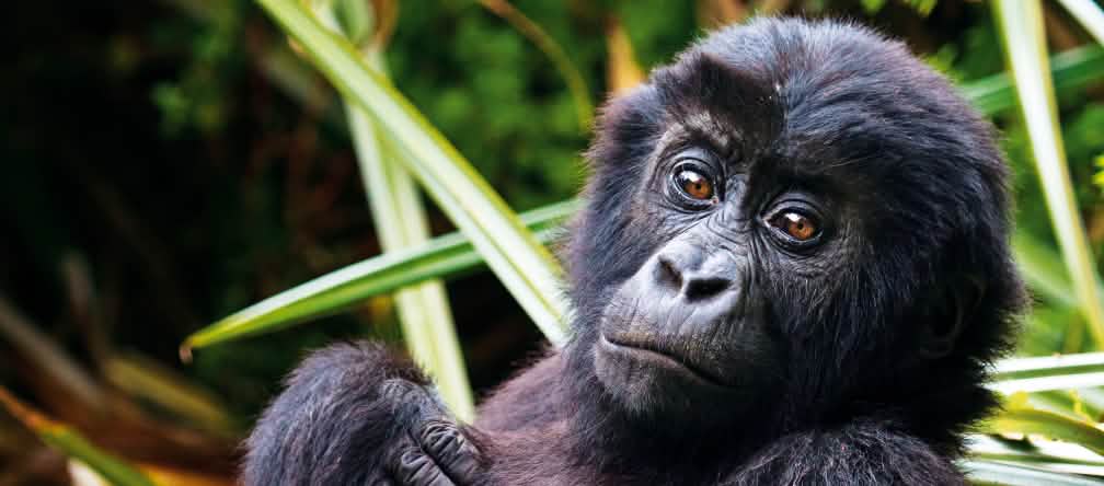 Gorilas são hominídeos como bonobos, chimpanzés e orangotangos Gorila