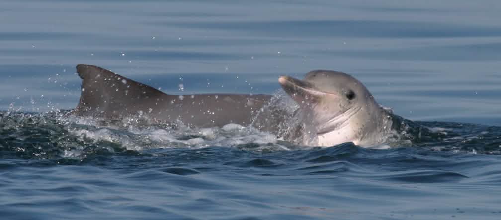 800 botos-cinza ou golfinhos da Guiana vivem na Baía de Sepetiba Um boto-cinza no Oceano Atlântico