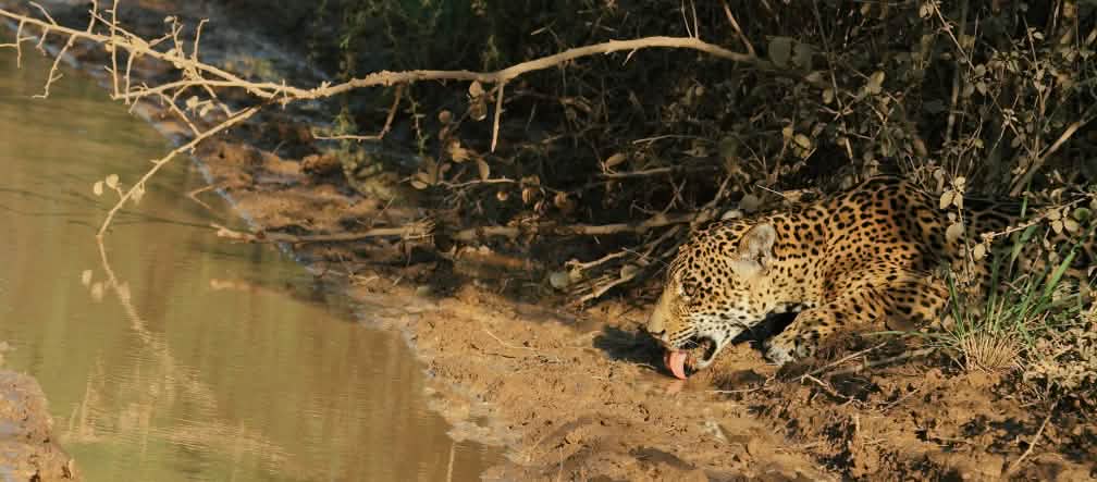 Onça-pintada bebendo água de um riacho com vegetação às suas margens