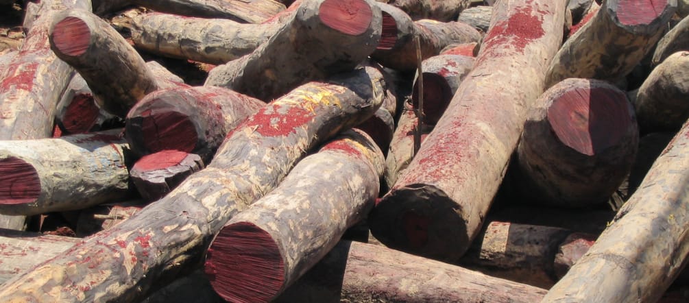 Troncos de jacarandá abatidos ilegalmente em Madagascar