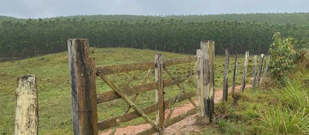 Um portão de madeira fechado em frente a um pasto com uma plantação de eucaliptos ao fundo