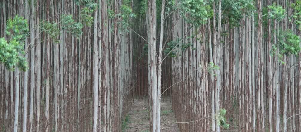 Plantios florestais comerciais não são florestas. Mehrere Reihen von Baumstämmen in einer Eukalyptusplantage