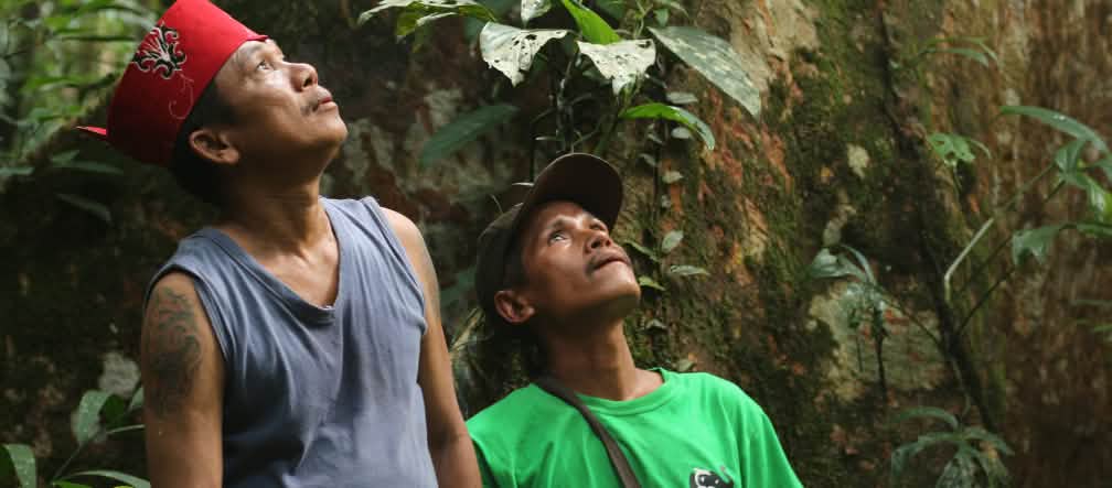 Indígenas Dayak Tomun na floresta de Kinipan
