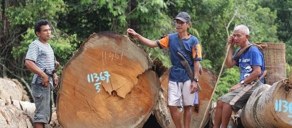 Desmatamento na floresta de Kinipan – Indígenas ao lado de troncos