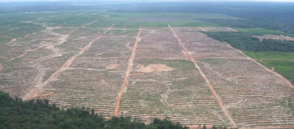 Comércio livre da UE ameaça as florestas tropicais