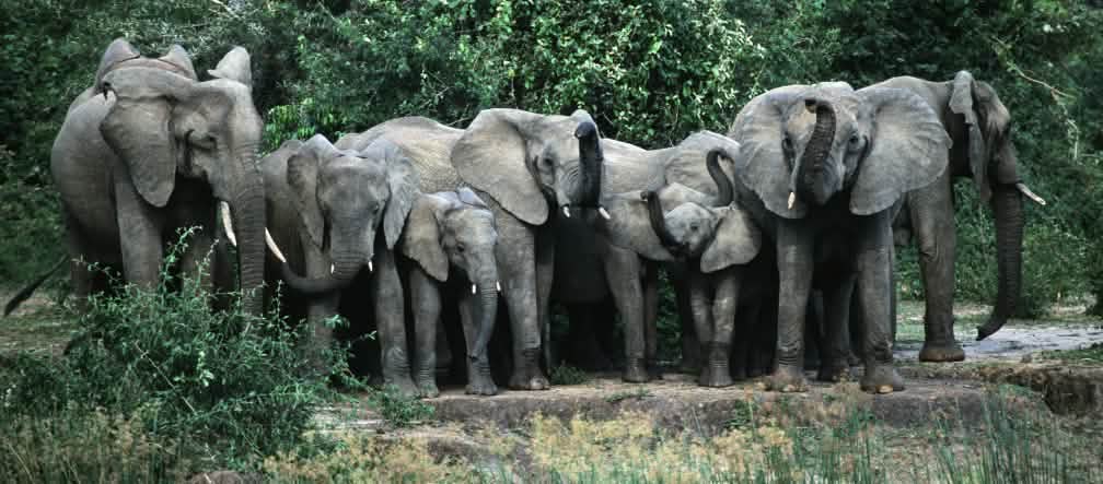 Manada de elefantes em Murchison Falls Manada de elefantes no Parque Nacional Murchison Falls, em Uganda