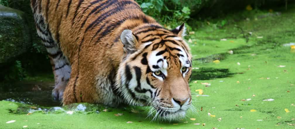 Um tigre na água