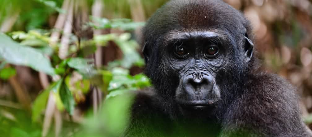 Gorila ocidental das terras baixas (Gorilla gorilla gorilla)