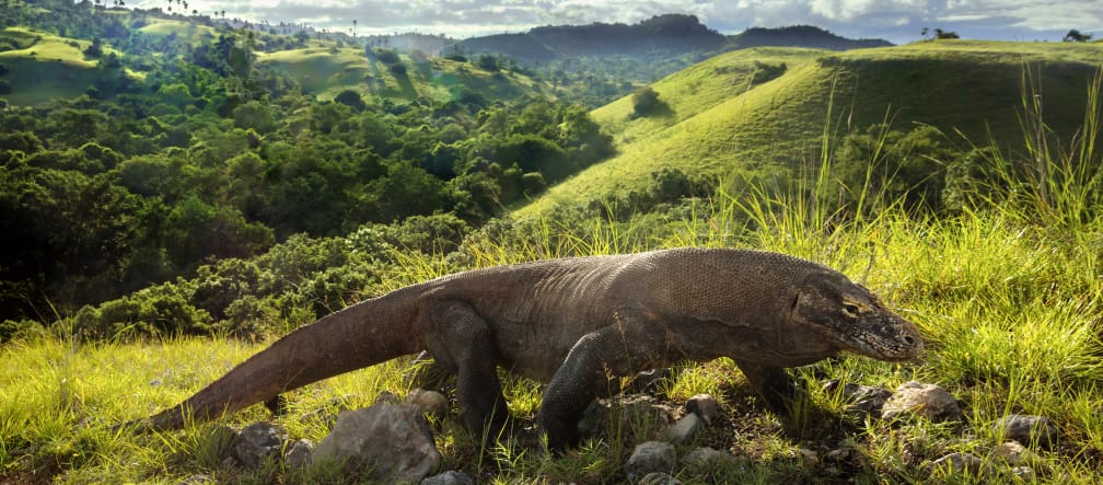 Dragão-de-Komodo (Varanus komodoensis)