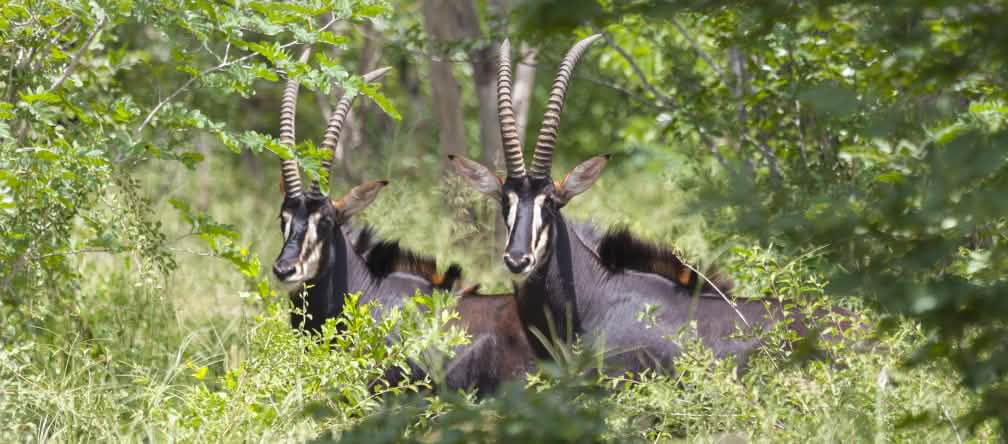 Antílope negro Palanca-negra (Hippotragus Niger)