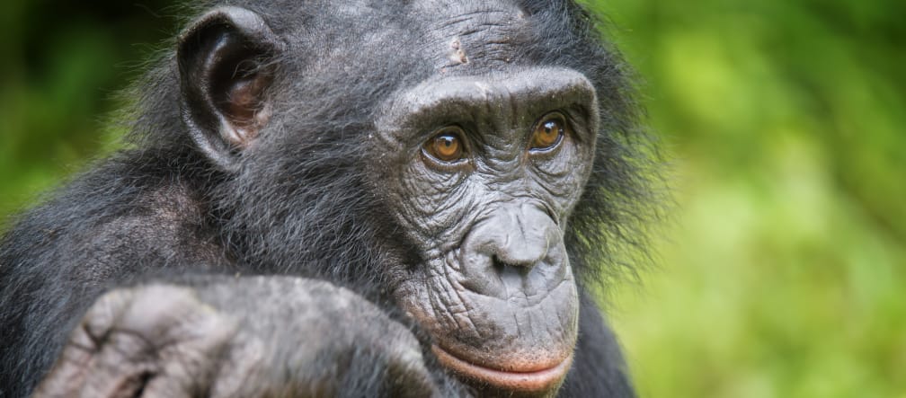 Um bonobo