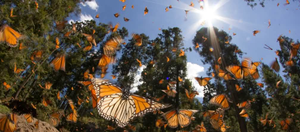 Engenharia genética e herbicidas ameaçam a borboleta-monarca e as suas plantas forrageiras (foto: Rachel James - Lizenz CC BY-NC-SA 2.0)