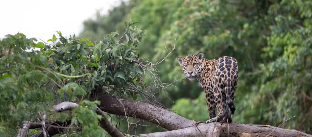 A onça-pintada é o símbolo da floresta tropical em Los Chimalapas (foto: Mat Hayward)
