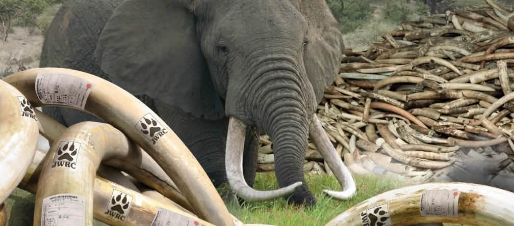 Imagem de capa do "Japan Report Ivory" publicado pela Environmental Investigation Agency (EIA)