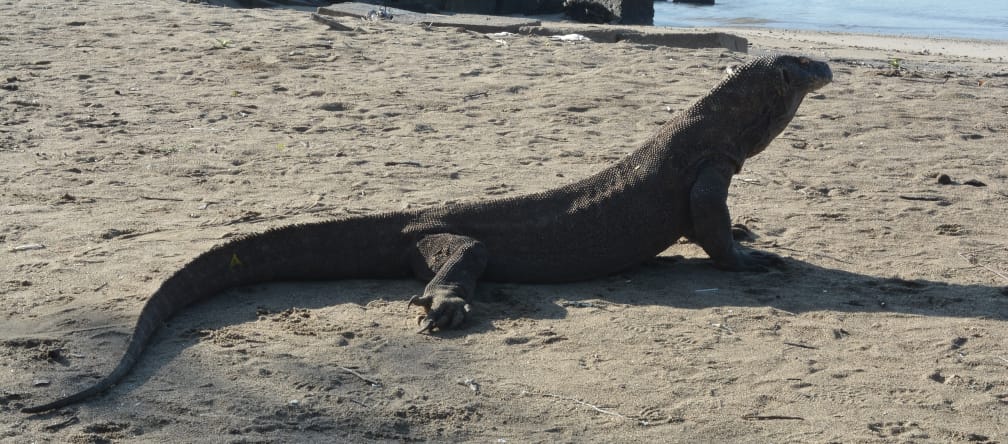 Um dragão-de-Komodo diante de um píer