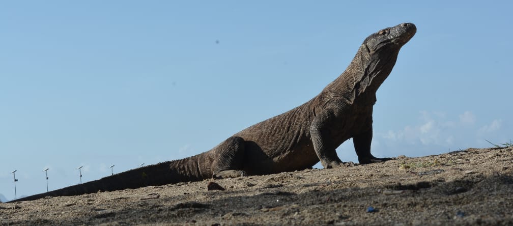 Um dragão-de-Komodo olha para cima