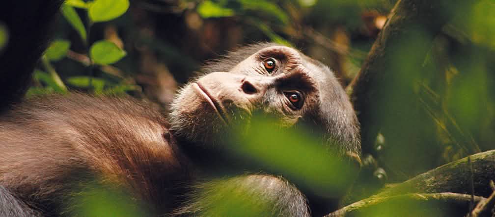 Chimpanzé
