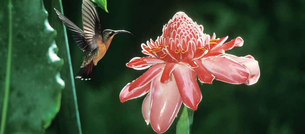 Beija-flor Beija-flor