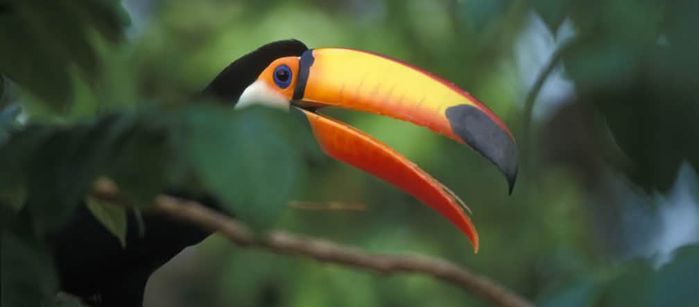América do Sul: Tucano gigante em um galho na floresta tropical Tucano gigante em um galho na floresta tropical