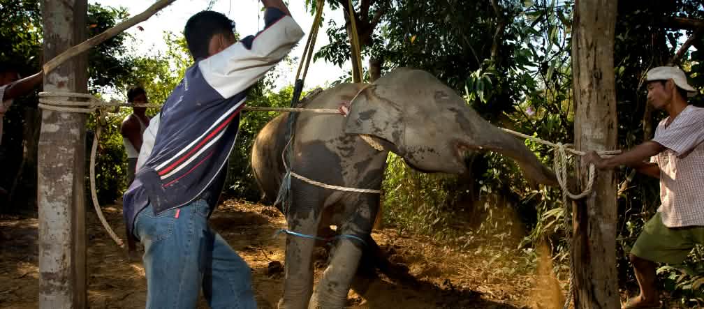A vontade dos elefantes é quebrada com violência. Filhote de elefante levando pancadas durante o processo de amestragem