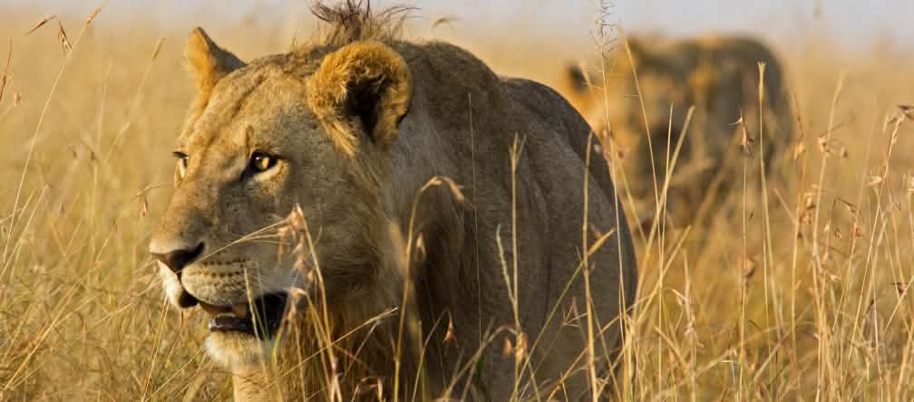 Leões na savana