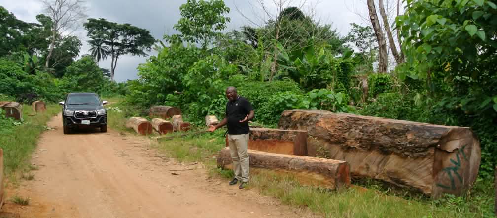 O protetor da natureza Odey Oyama, em pé, ao lado de toras de árvores ilegalmente derrubadas