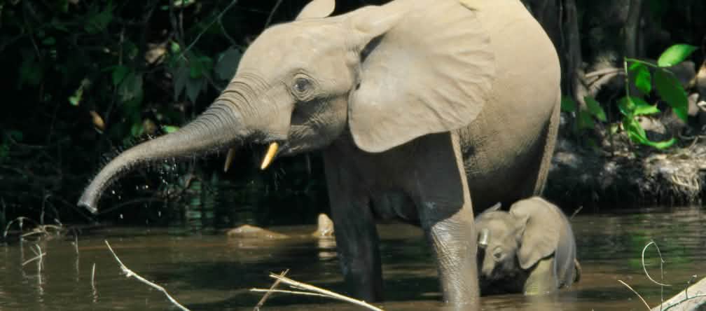 Elefantes-da-floresta ainda vivem em vários países africanos, mas seu habitat vem desaparecendo Elefante-da-floresta com cria