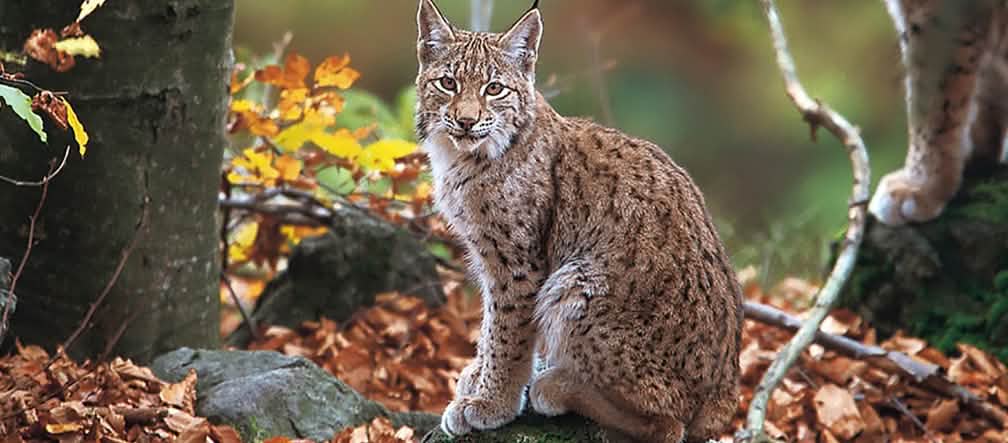 Barragens ameaçam os últimos linces das Balcãs no Parque Nacional de Mavrovo (foto: Joachim Flachs) Um lince está sentado na floresta e olha para a câmara.