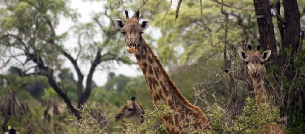 A Reserva de Selous oferece condições de vida para girafas, elefantes e rinocerontes. Girafas-Masai na Reserva de Selous