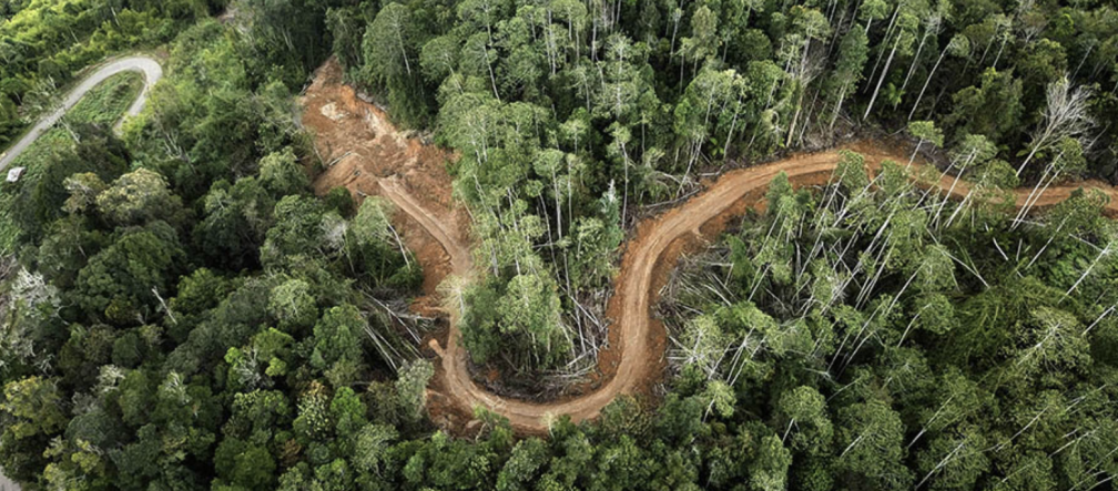 Foto de caminho aberto na floresta, tirada por drone.